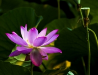 荷