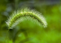 狗尾草