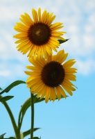 葵花向阳
