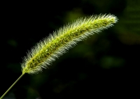 狗尾草