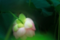云雨流清韵，芙蕖约嘉祥。