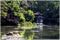 杭州植物园掠影（四）