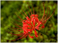 小花