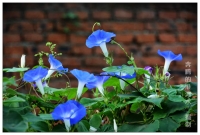 牵牛花开