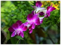 花海拾贝（1）