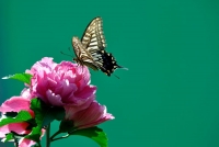 蝶恋花