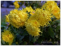 园里的秋菊