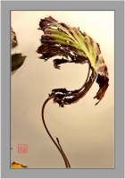 残荷 