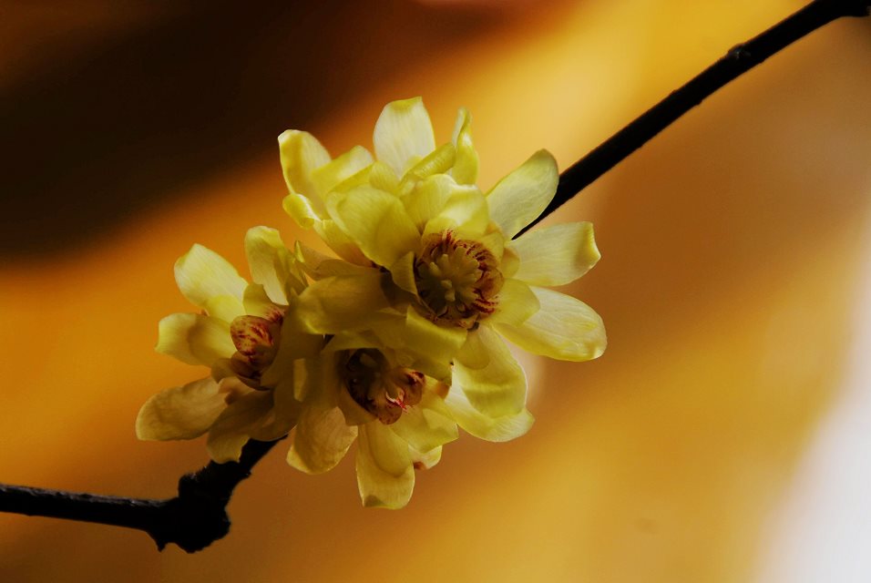 花枝俏，万里春