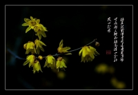 新梅2