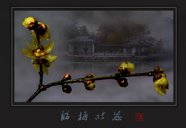 腊梅吐蕊