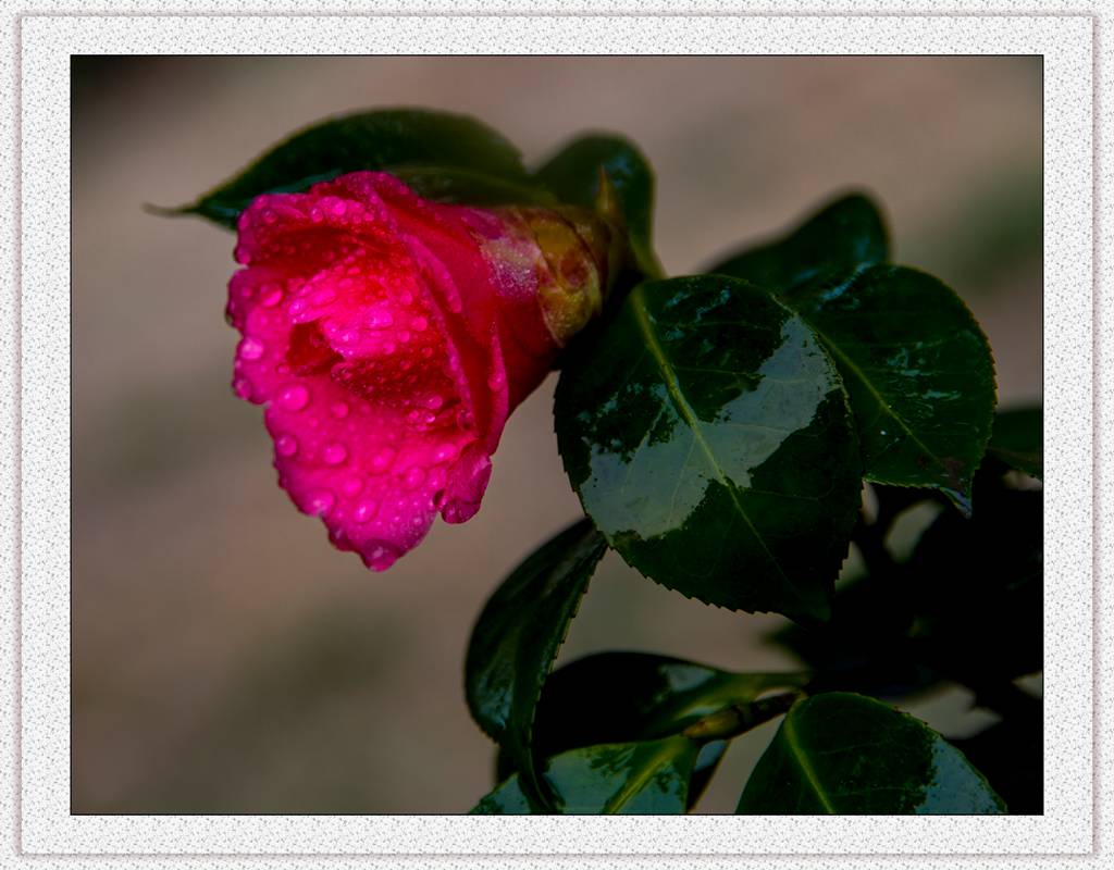 茶花