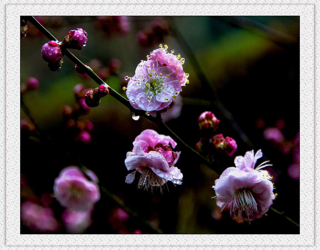 梅花（一）