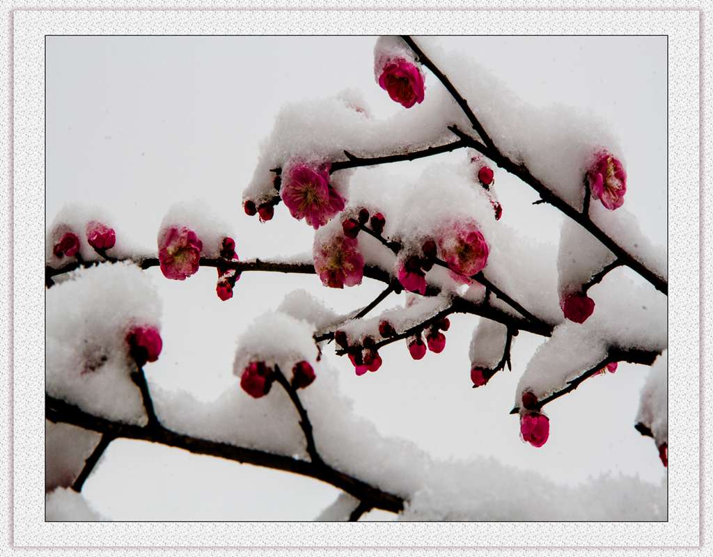 红梅傲雪（一）