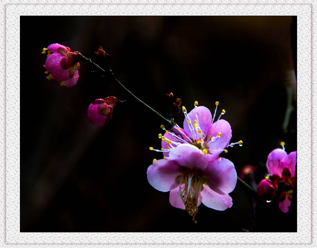 梅花（二）