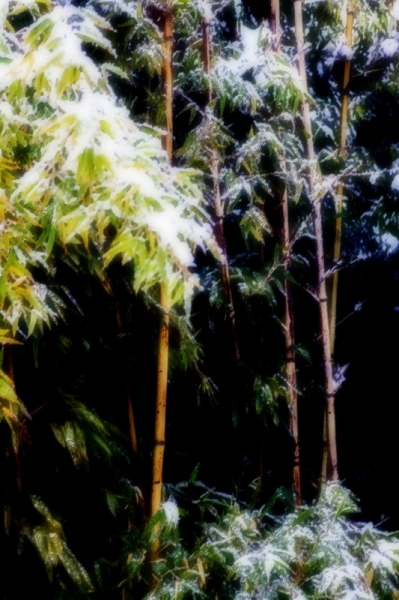 雪竹