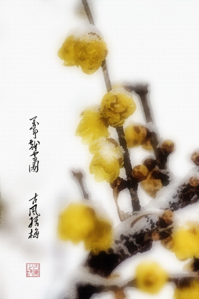雪梅图