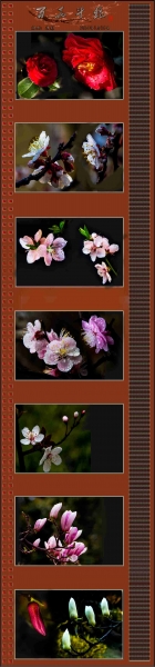 百花斗艳