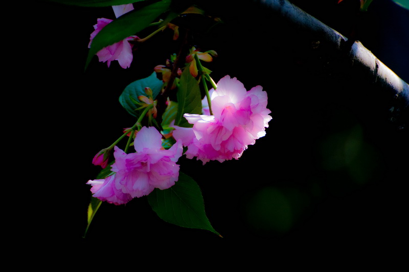 樱花啊樱花