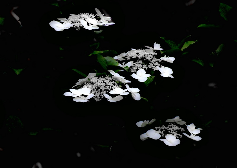 琼花
