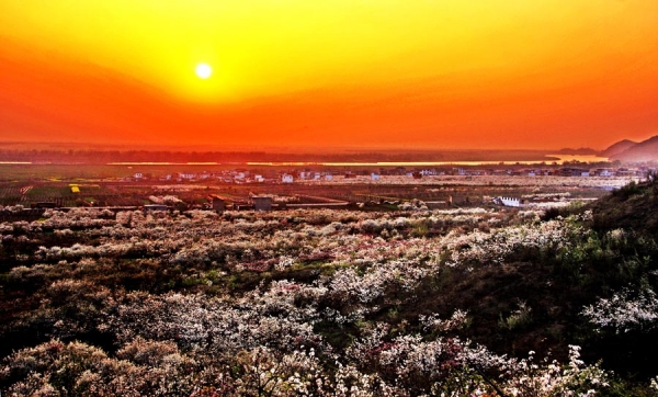 梨树花开满山岗