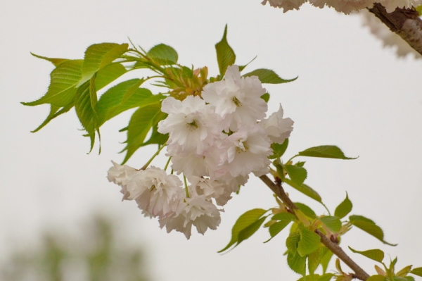 二拍樱花