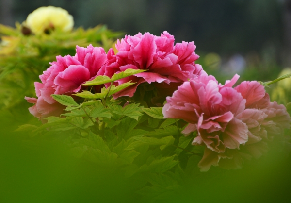菏泽赏牡丹