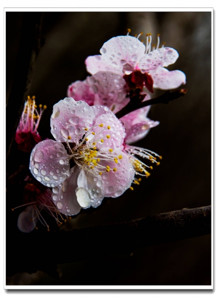 小花