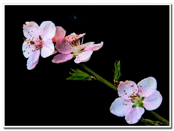 桃花