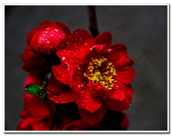 花（一）