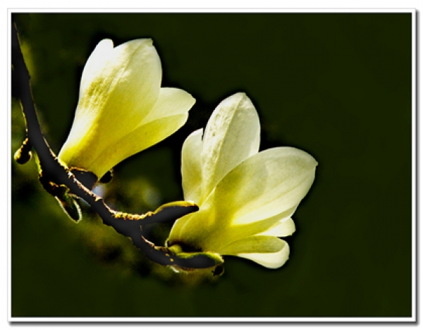 花（二）