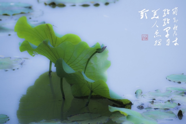 美人探头