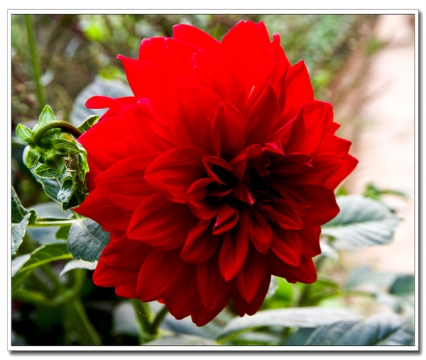 花
