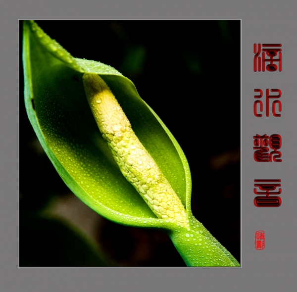 滴水观音
