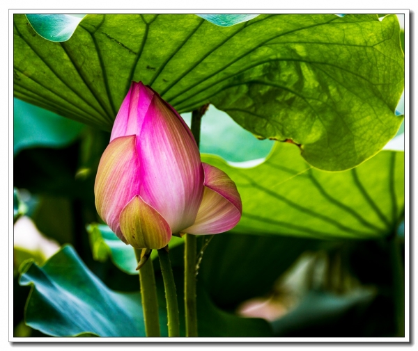 荷花（二）