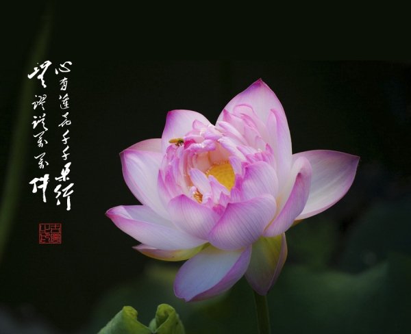 莲心善行