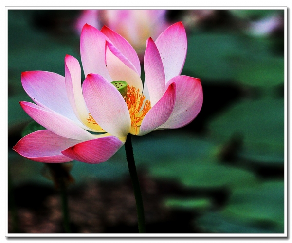 荷花图（一）