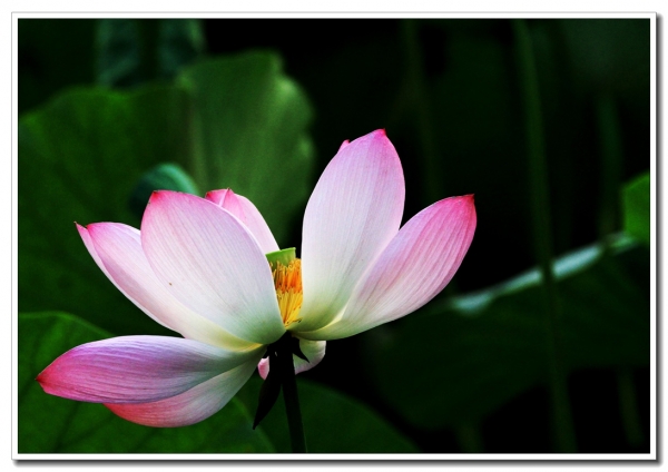 荷花图（二）