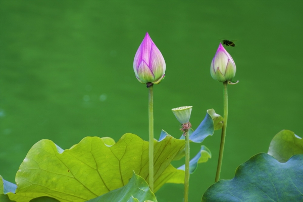 爱荷