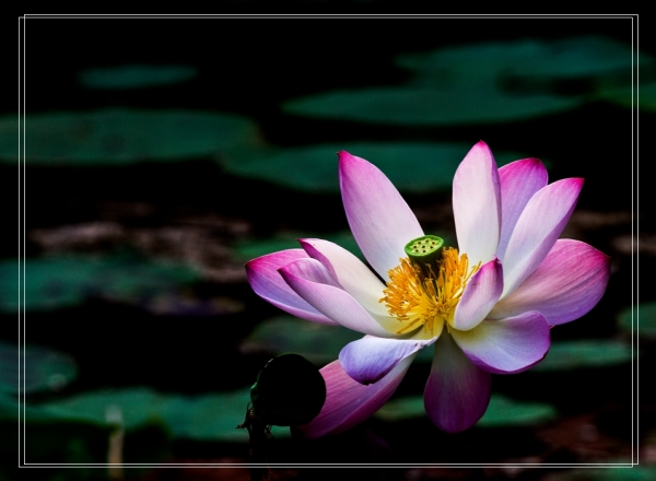 荷花