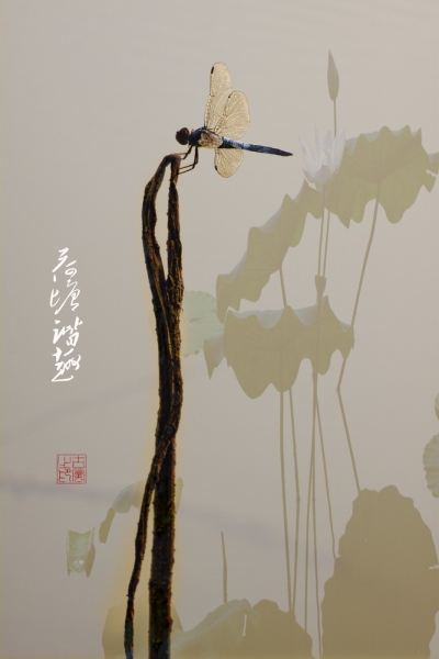 荷塘谐趣