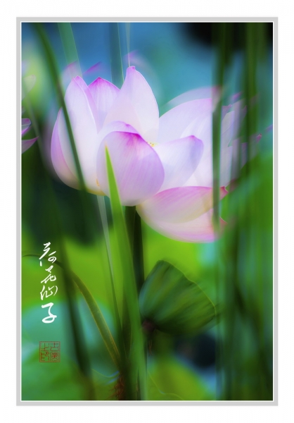 荷花仙子