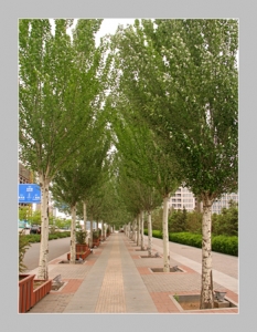 白杨林