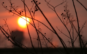 夕阳红