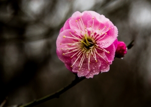 梅花