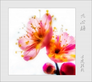 九心梅