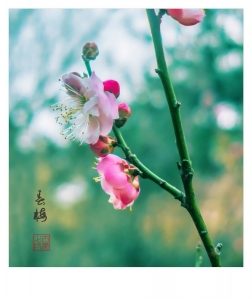 春梅