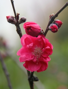 桃花相映红