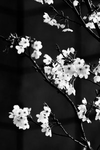 樱花初放