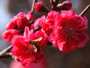 桃花蜜蜂正红时